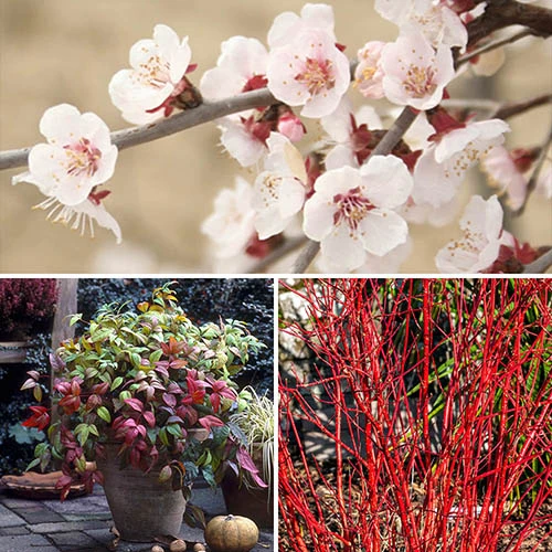 All Year Interest Shrubs 3 All Year Interest Shrubs