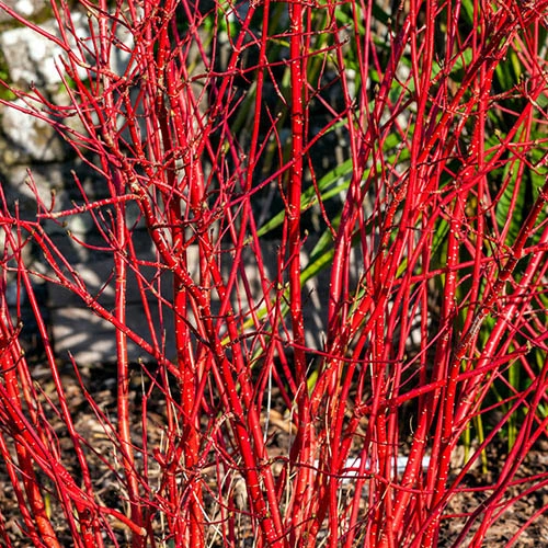 All Year Interest Shrubs 6 All Year Interest Shrubs - Image 4