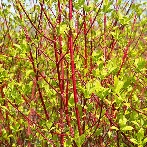 All Year Interest Shrubs 9 All Year Interest Shrubs - Image 7