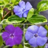 Vinca Collection -Yougarden Shop 511467