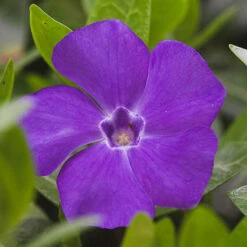 Vinca Collection -Yougarden Shop 511467 2