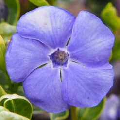 Vinca Collection -Yougarden Shop 511467 3