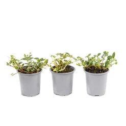 Vinca Collection -Yougarden Shop 511467 4