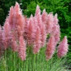 Pink Pampas Grass - Cortaderia Selloana ?Rosea? 1 Pink Pampas Grass - Cortaderia Selloana ?Rosea? -Yougarden Shop 511482