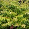 Rhus Typhina ?Tiger Eyes? -Yougarden Shop 511483