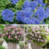 Flowering Shrub Collection Set Of 3 -Yougarden Shop 511486