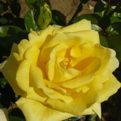 Gift Rose 'Golden Wedding' 9 Gift Rose 'Golden Wedding' -Yougarden Shop 530002 2