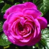 Rose 'Mum You Are One In A Million' 1 Rose 'Mum You Are One In A Million' -Yougarden Shop 530006