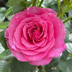 Rose 'Mum You Are One In A Million' 13 Rose 'Mum You Are One In A Million' -Yougarden Shop 530006 4