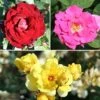 Climbing Rose Bare Root Collection 2 Climbing Rose Bare Root Collection -Yougarden Shop 530010