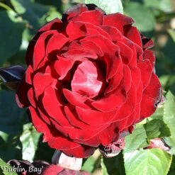 Climbing Rose Bare Root Collection -Yougarden Shop 530010 2