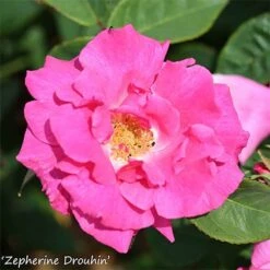 Climbing Rose Bare Root Collection -Yougarden Shop 530010 3
