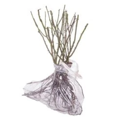 Climbing Rose Bare Root Collection -Yougarden Shop 530010 4