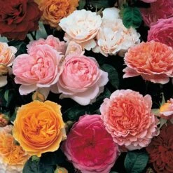 Classic 'Old English' Shrub Rose Collection