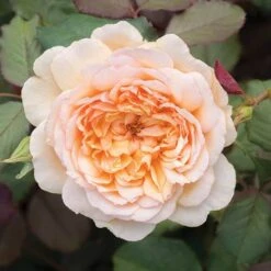 Classic 'Old English' Shrub Rose Collection -Yougarden Shop 530022 2