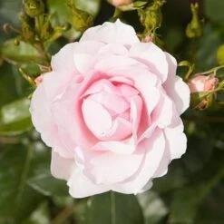 Classic 'Old English' Shrub Rose Collection -Yougarden Shop 530022 3