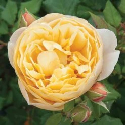 Classic 'Old English' Shrub Rose Collection -Yougarden Shop 530022 4