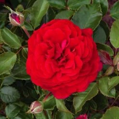 Classic 'Old English' Shrub Rose Collection -Yougarden Shop 530022 5