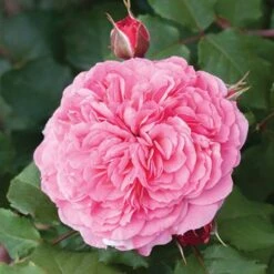 Classic 'Old English' Shrub Rose Collection -Yougarden Shop 530022 6