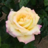 Rose 'Peace' -Yougarden Shop 530023