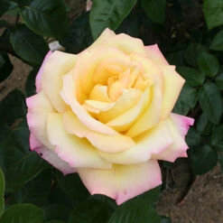 Rose 'Peace'