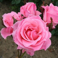 Rose Queen Elizabeth -Yougarden Shop 530026 2