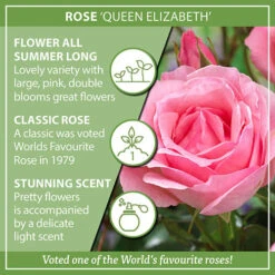 Rose Queen Elizabeth -Yougarden Shop 530026 3
