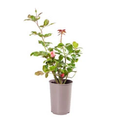 Rose Queen Elizabeth -Yougarden Shop 530026 4