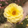 Rose 'Arthur Bell' 1 Rose 'Arthur Bell' -Yougarden Shop 530027