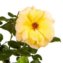 Rose 'Arthur Bell' -Yougarden Shop 530027 2