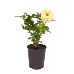 Rose 'Arthur Bell' -Yougarden Shop 530027 3