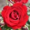 Rose 'Ruby 40th Wedding Anniversary' -Yougarden Shop 530046