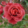 Rose 'Hot Chocolate' -Yougarden Shop 530056