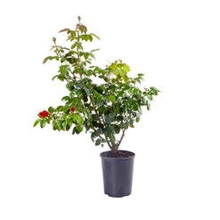 Rose 'Hot Chocolate' 11 Rose 'Hot Chocolate' -Yougarden Shop 530056 4