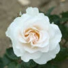 Rose 'Margaret Merrill' -Yougarden Shop 530057
