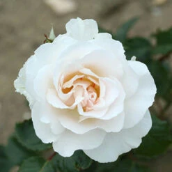 Rose 'Margaret Merrill'