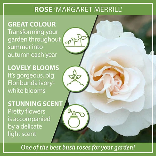 Rose 'Margaret Merrill' 5 Rose 'Margaret Merrill' - Image 3