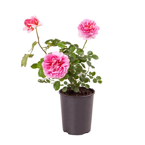 Climbing Rose 'Zephirine Drouhin' 4 Climbing Rose 'Zephirine Drouhin' - Image 2