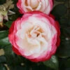 Rose 'Nostalgia' -Yougarden Shop 530171