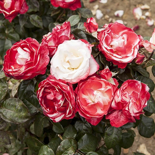 Rose 'Nostalgia' 4 Rose 'Nostalgia' - Image 2