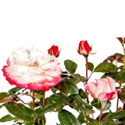 Rose 'Nostalgia' 16 Rose 'Nostalgia' -Yougarden Shop 530171 6