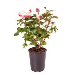 Rose 'Nostalgia' 17 Rose 'Nostalgia' -Yougarden Shop 530171 7