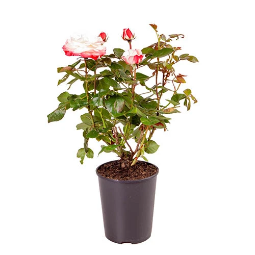 Rose 'Nostalgia' 10 Rose 'Nostalgia' - Image 8