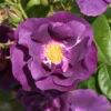 Rose 'Rhapsody In Blue' 1 Rose 'Rhapsody In Blue' -Yougarden Shop 530182