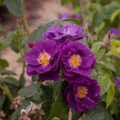 Rose 'Rhapsody In Blue' -Yougarden Shop 530182 2