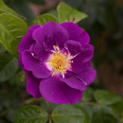 Rose 'Rhapsody In Blue' -Yougarden Shop 530182 3