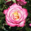 Climbing Rose 'Handel' -Yougarden Shop 530184