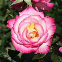 Climbing Rose 'Handel'