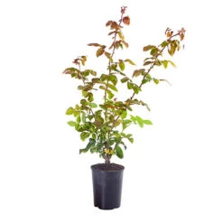 Climbing Rose 'Handel' -Yougarden Shop 530184 2
