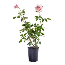 Climbing Rose New Dawn 7 Climbing Rose New Dawn -Yougarden Shop 530185 2